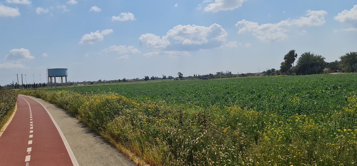 zielone pole uprawne przy ścieżce rowerowej w okolicach Avgorou na Cyprze